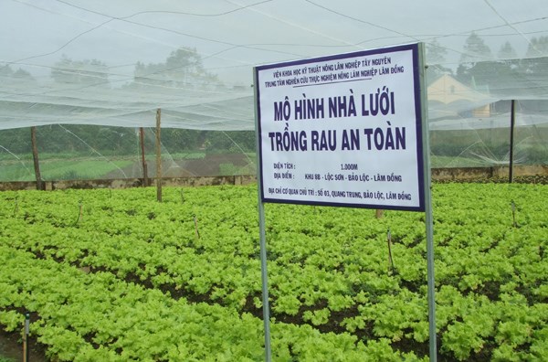 Tư vấn nông nghiệp - Phân Bón Nông Xanh - Công Ty TNHH MTV SX TM DV Nông Xanh